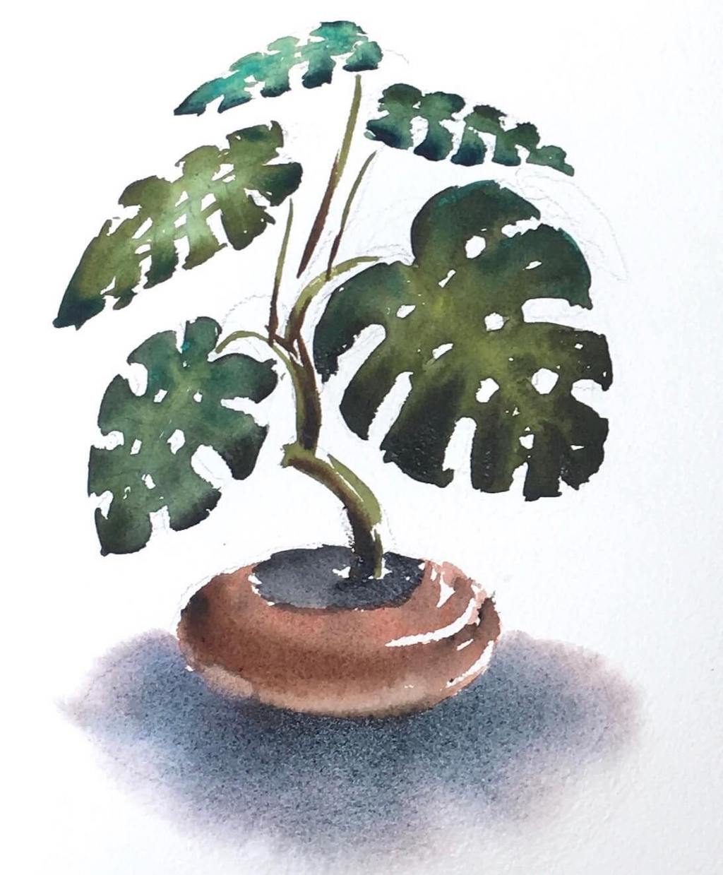 Cómo pintar plantas a la Acuarela: 3. La Costilla de Adán