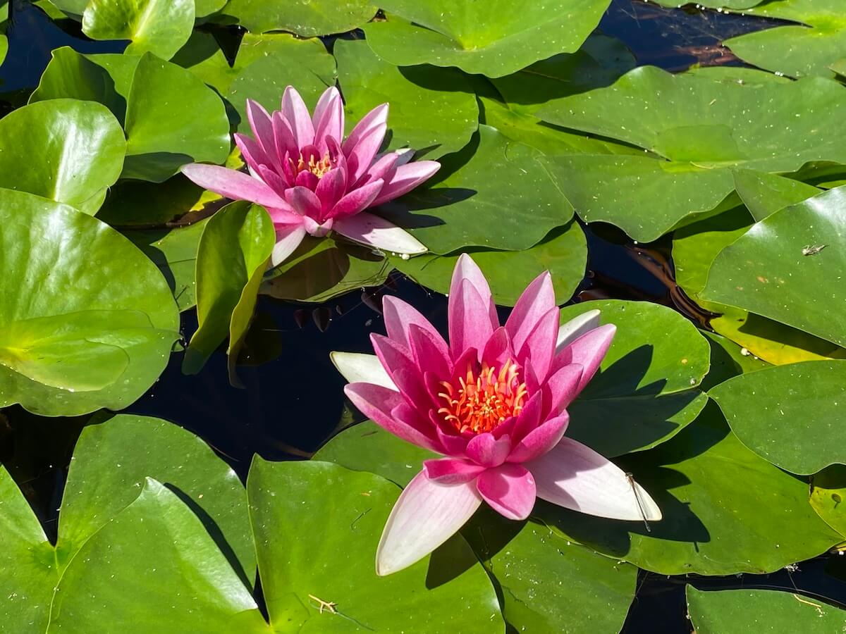Fotografías de Nenúfares (o tal vez Flores de Loto…)